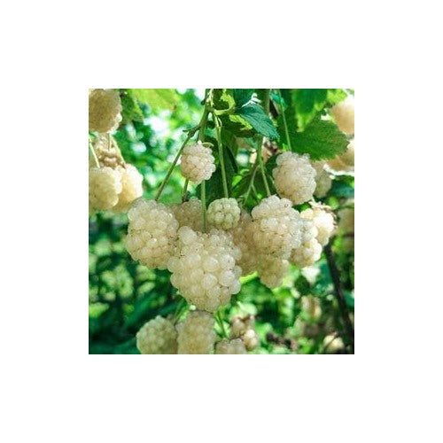 White Blackberry Fruit Seeds 100 pcs [neera-v5-177ff4986979614ace48]