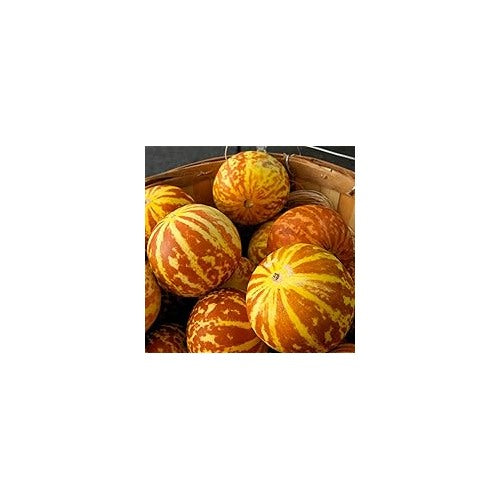 Breast Melon Plant Seeds for Planting [neera-v5-1787743e94213367bb8b]