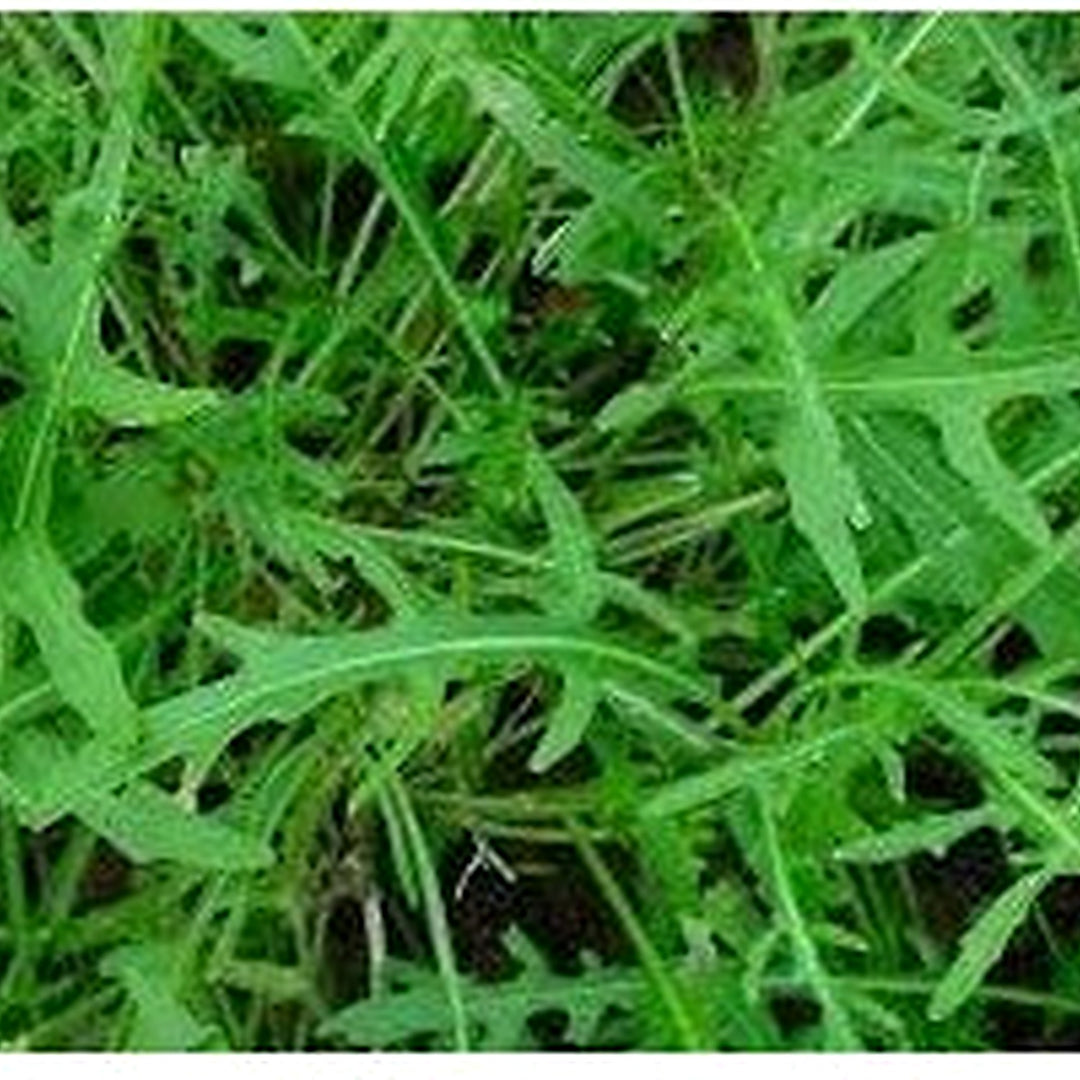 Wild Rocket Selvatica Plant Seeds [neera-v5-1794172a2b8cfb9837a2]