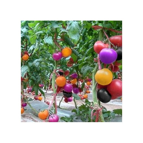 Multi-Colour Tomato Vegetable Seeds for Planting [neera-v5-17a44df3584bd2bf64dc]