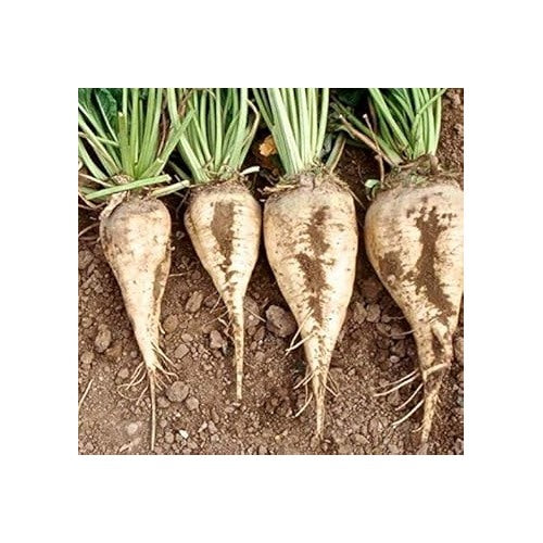White Sugar Beet Seeds for Planting [neera-v5-17a67f753618443cdf60]