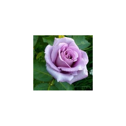 Lavender Rose Flower Seeds for Planting [neera-v5-17b710b9dc18e447ba00]