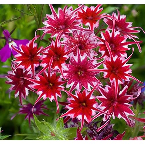 Heirloom Non Gmo Twinkle Star Flower For Planting Dainty Star Shaped Garden Blooms Flower Seeds for [neera-v5-17b92af3470e9d2f07cf]
