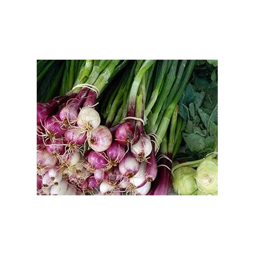 Red Cepa Seeds for Planting [neera-v5-17bd8d53f2d614f400d9]