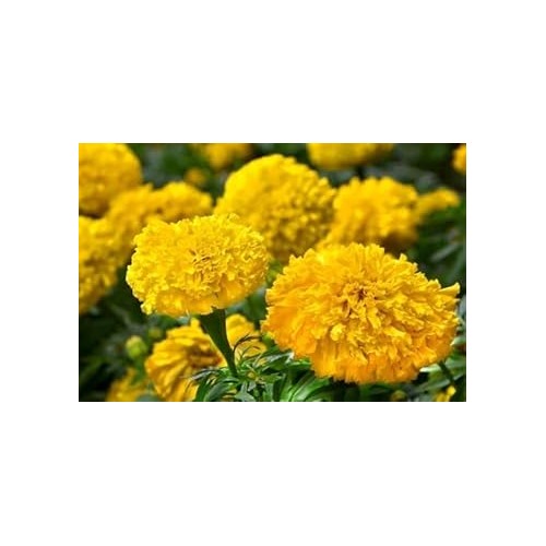 Heirloom Marigold Flower Seeds for Planting 100 pcs [neera-v5-17c8a718f571f2d2523e]