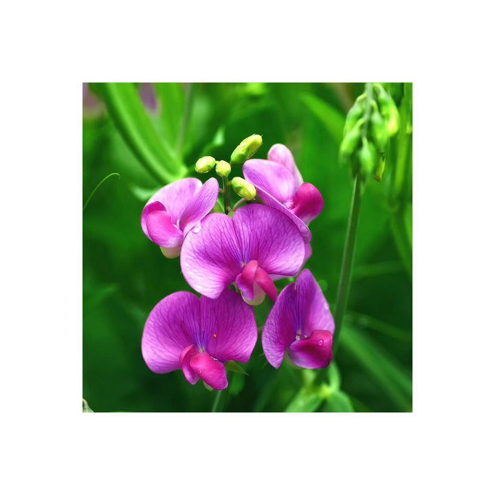 Heirloom Non Gmo Sweet Peas Flower Fragrant Climbing Vine For Garden Trellises Flower Seeds for [neera-v5-17cd3ac95835903762b1]