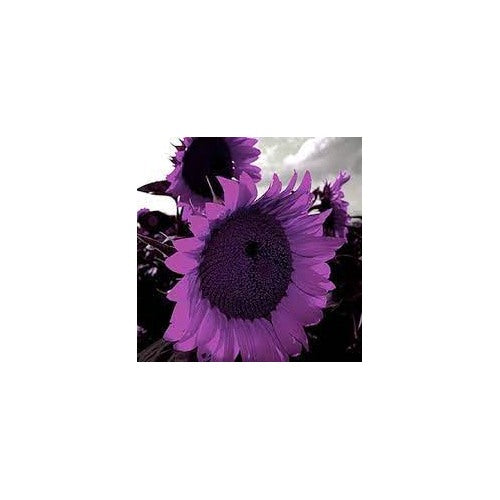 Purple Mini Sunflower For Planting Compact Blooms Great For Pots Borders Non Gmo Flower Seeds for [neera-v5-17d738ad888c03c1af40]