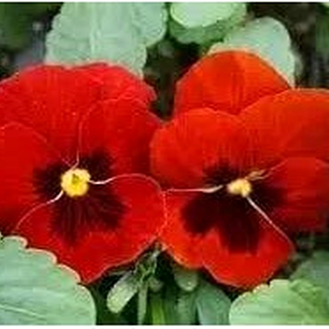 Red Blue Viola Flower For Planting Non Gmo Flower Seeds for Home Garden Planting, Fragrant Organic [neera-v5-17dbc24845b5a7a19c32]