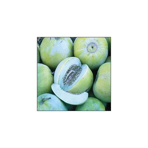 Blue Cantaloupe Fruit Seeds for Planting [neera-v5-17e8804d624811287f34]