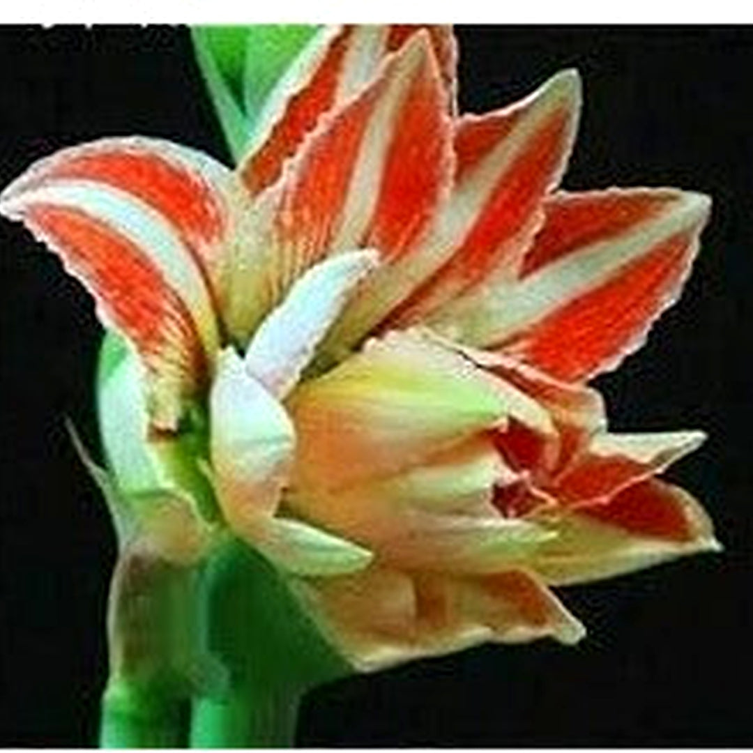 Light Orange Amaryllis Barbados Seeds for Planting [neera-v5-17ea86088f3af42919ed]