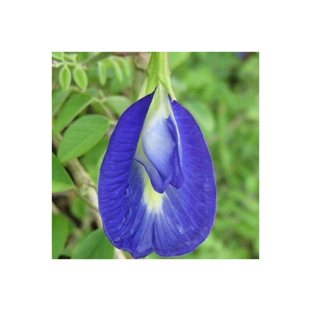 Blue Money Tree Pachira Aquatica Flower For Planting Suitable For Indoor Pots Home Garden Decor [neera-v5-17ec3547274aff372be7]