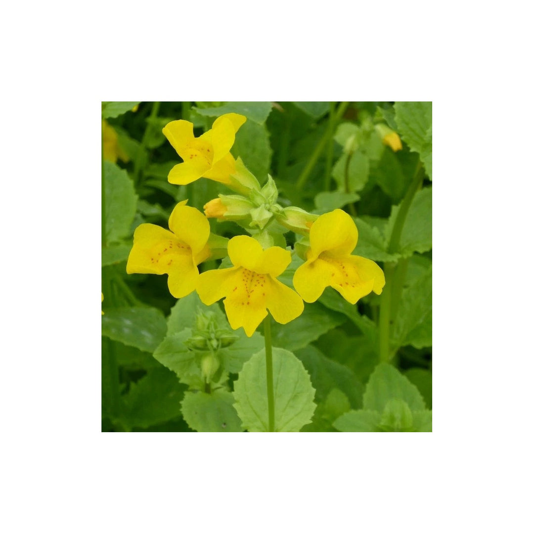Yellow Heirloom Mimulus Guttatus Flower Non Gmo Monkey Flower Blooms Wetland Garden Planting [neera-v5-17ef1526f013f626a6b9]