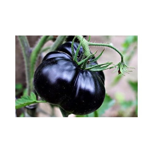 Giant Black Tomato Seeds for Planting [neera-v5-17f2ddd14d0456264eac]