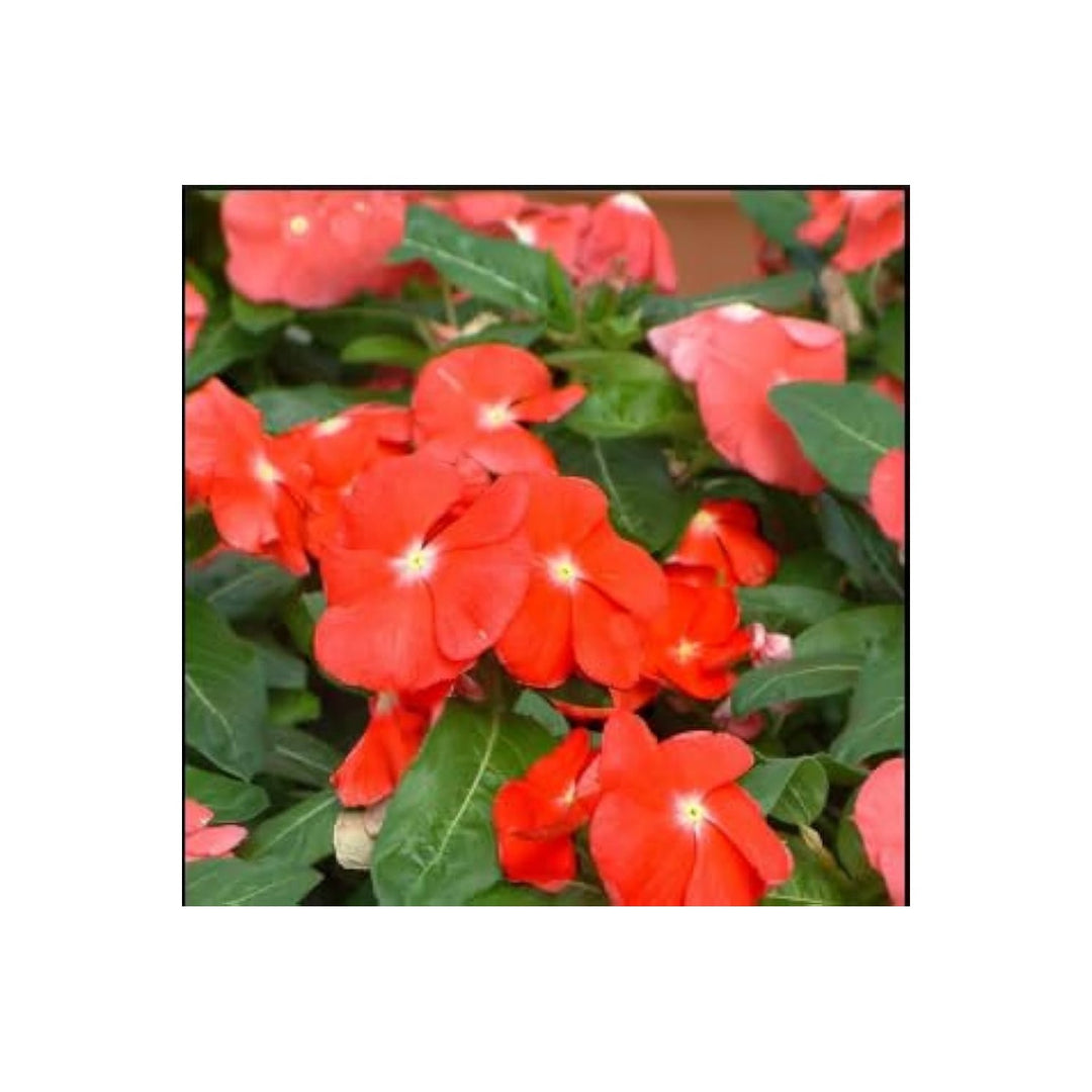 Orange Heirloom Non Gmo Periwinkle Flower For Bright And Low Maintenance Garden Planting Flower [neera-v5-17ffe459989fd351c776]