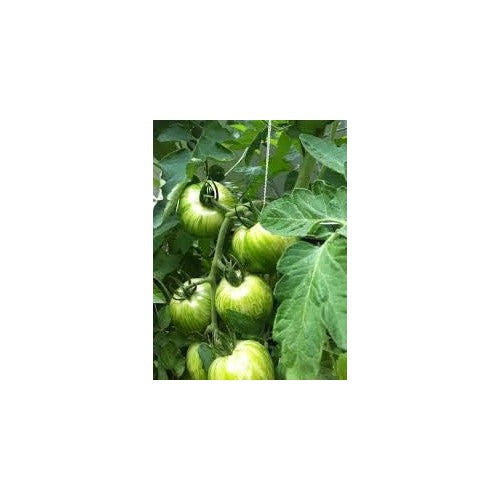 Green White Tomato Seeds for Planting [neera-v5-180793bada85dabccd69]