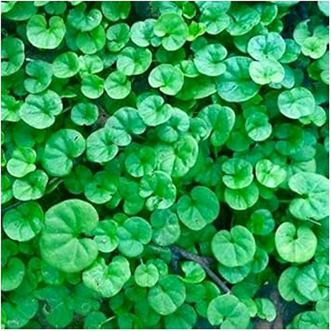 Heirloom Non-GMO Green Dichondra Repens Lawn Seeds For Planting Lush Ground Cover High Germination Organic Garden Seeds [neera-v5-180caea6ca32a34bde46]