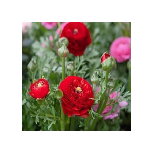 Red Ranunculus Asiaticus Flower Seeds for Planting [neera-v5-18132c9dce3380f83072]