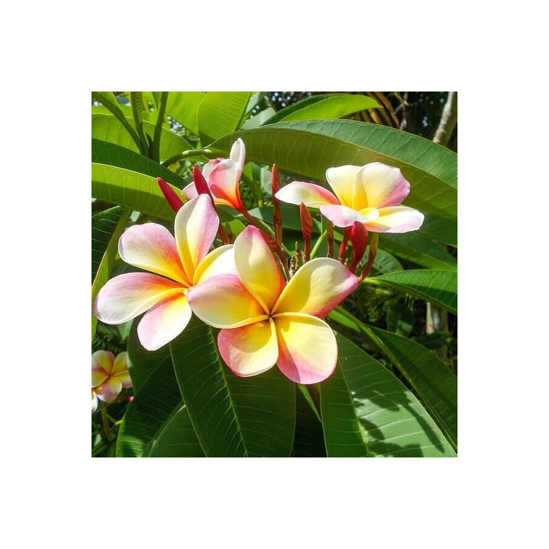Pink Yellow Mix Frangipani Flower Heirloom Non Gmo Plumeria Blooms Vibrant Gardens Flower Seeds [neera-v5-181b6cb64c2c44f2c9e3]