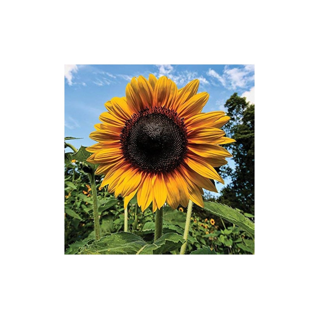 Sunflower Helianthus Annuus Annual Flower For Planting Classic Variety For Seasonal Displays [neera-v5-1825d5610ad997b68c14]