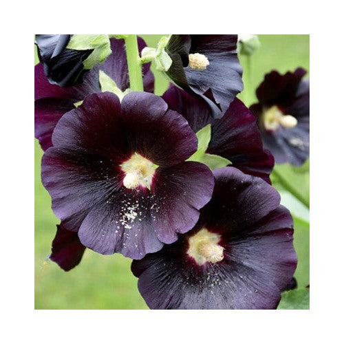 Black Red Nigra Hollyhock Planting Large Deep Flowers Heirloom Non Gmo Flower Seeds Home [neera-v5-18281f4b85e9c68390cc]