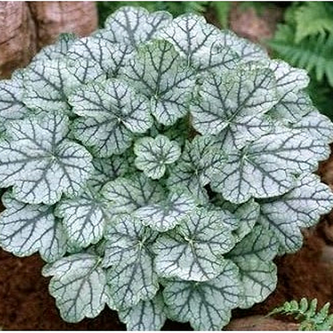 Heirloom Non-GMO White Coral Bells (Heuchera) Flower Seeds for Planting [neera-v5-183966fe301a30275822]