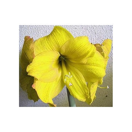 Heirloom Non-GMO Yellow Hippeastrum Flower Seeds [neera-v5-184c9f7ef5585d93be6c]