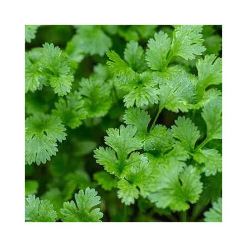 Cilantro Planting Organic Season Whole Planting Heirloom Non Gmo Flower Seeds Home [neera-v5-184e7ae54f596650a0ec]