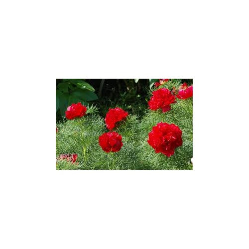 Double Flowering Fernleaf Peony Seeds for Planting [neera-v5-1858e73fffdd859377dc]