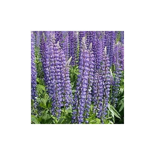 Organic Heirloom Lavender Perennial Flower Seeds [neera-v5-1858ea56d176c534057b]