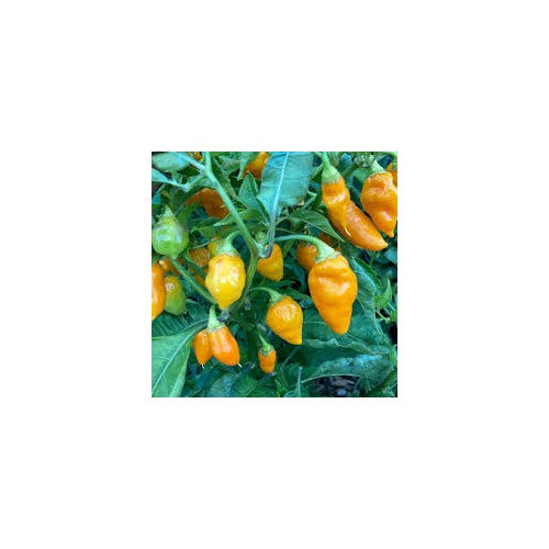 Datil Pepper Vegetable Seeds for Planting [neera-v5-1858f9db99f3ccbed6c6]