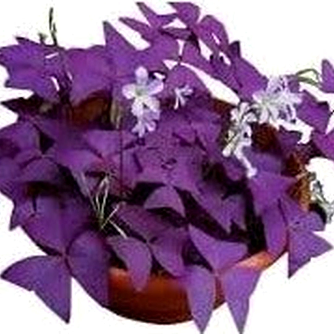 Oxalis Triangularis Plant Seeds for Planting [neera-v5-18653198bdeb5f7fce2c]