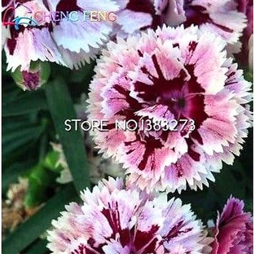 Heirloom Non-GMO White Maroon Dianthus Flower Seeds for Colorful Garden Planting [neera-v5-186868df4c46799d0b46]