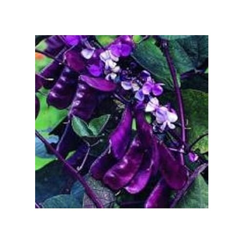 Purple Bean Vegetable Seeds for Planting [neera-v5-186947bf949a51f09061]