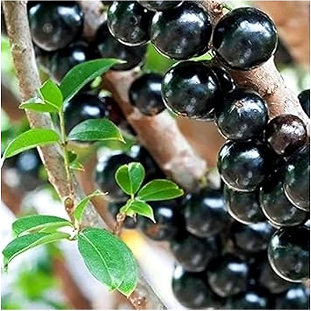 Jabuticaba Fruit Seeds for Planting [neera-v5-187a0e250fc255082dde]