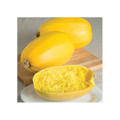 Spaghetti Squash Vegetable Seeds for Planting [neera-v5-187dab8f29fe79c59692]