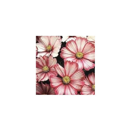 Heirloom Bicolor Cosmos Peppermint Twist Flower Seeds [neera-v5-188047ba8b318d9b490c]