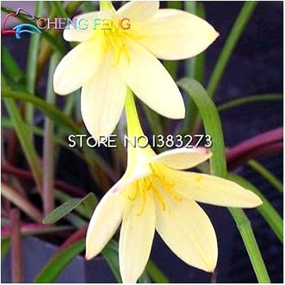 Heirloom Non-GMO Pink Zephyranthes Flower Seeds [neera-v5-1881d70bcbbc7f4364aa]