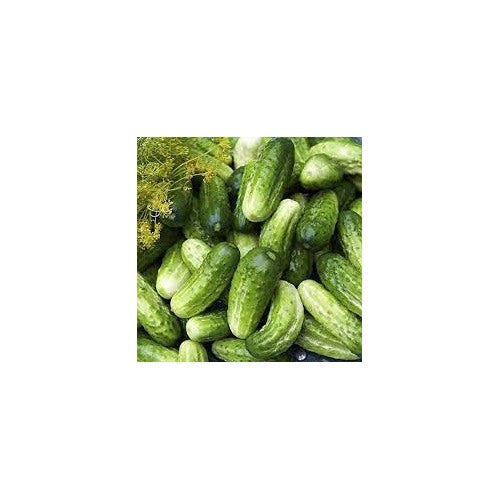 Boston Pickling Cucumber Seeds for Planting [neera-v5-1887972c7717678326b0]