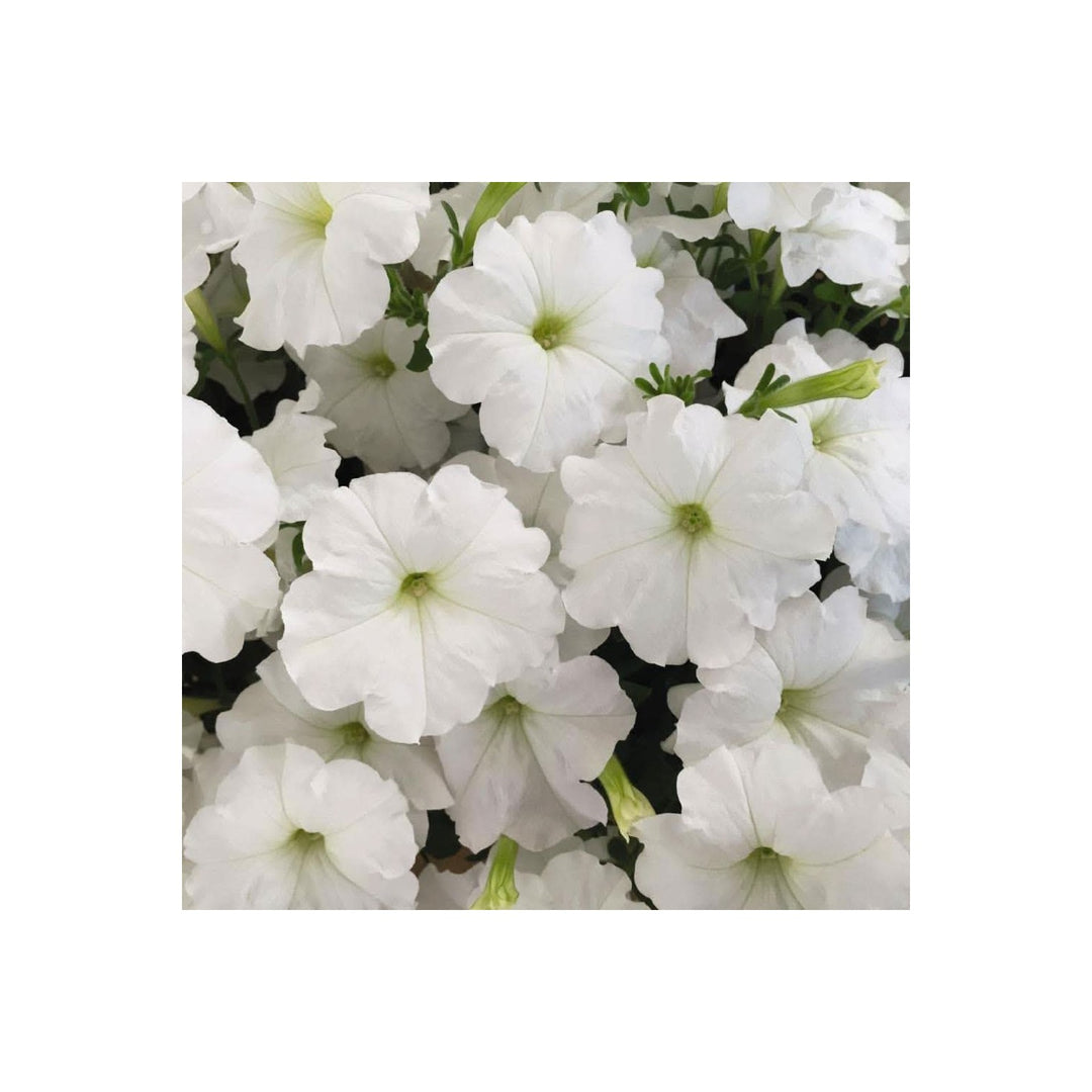 Petunia Petunia Hybrida Flower For Planting Hanging Petal Variety In Vertical Garden Flower Seeds [neera-v5-188d6f69279912930d07]