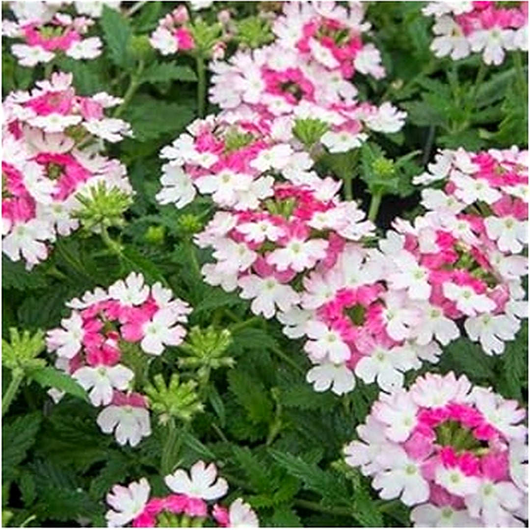 Pink &amp; White Verbena Heirloom Non-GMO Seeds for Planting [neera-v5-18915b511d6b033e8507]