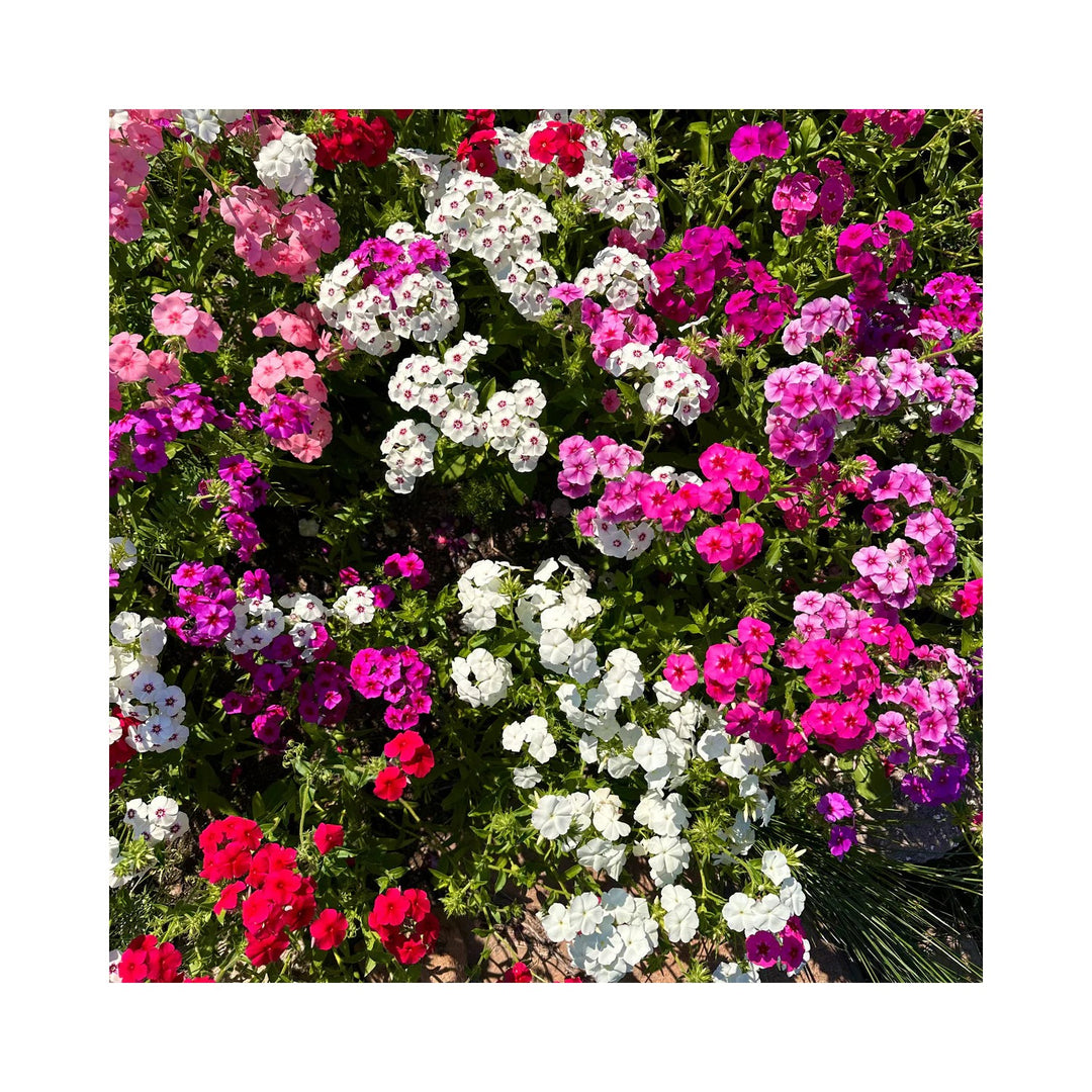 Phlox Flower St Century Patriot Mix Phlox Drummondii For Colorful Annual Borders Flower Seeds for [neera-v5-1892035fe1e695486756]