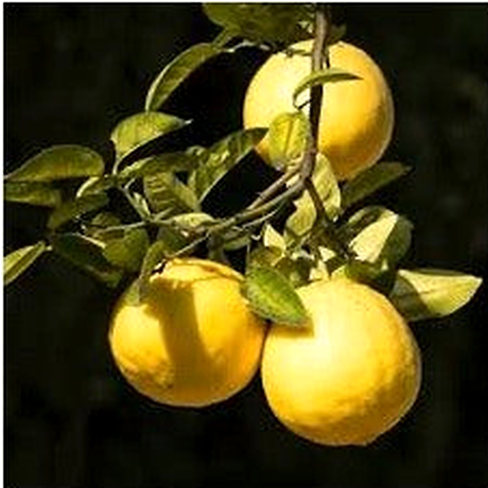 Ponderosa Lemon Fruit Seeds for Planting [neera-v5-18945d85a0279d1b554d]