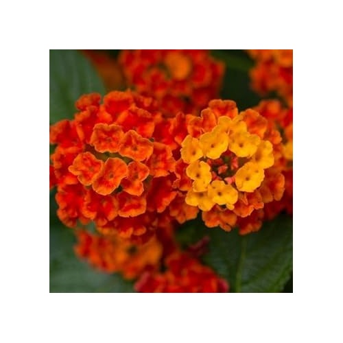 Orange Lantana Flower Seeds for Planting [neera-v5-189eb2c0e832f503dc4c]