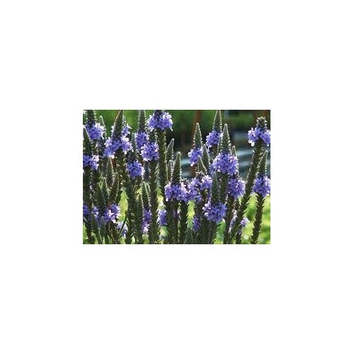 Organic Heirloom Non-GMO Blue Verbena Hastata Seeds for Planting [neera-v5-189f3d4675b77317846b]