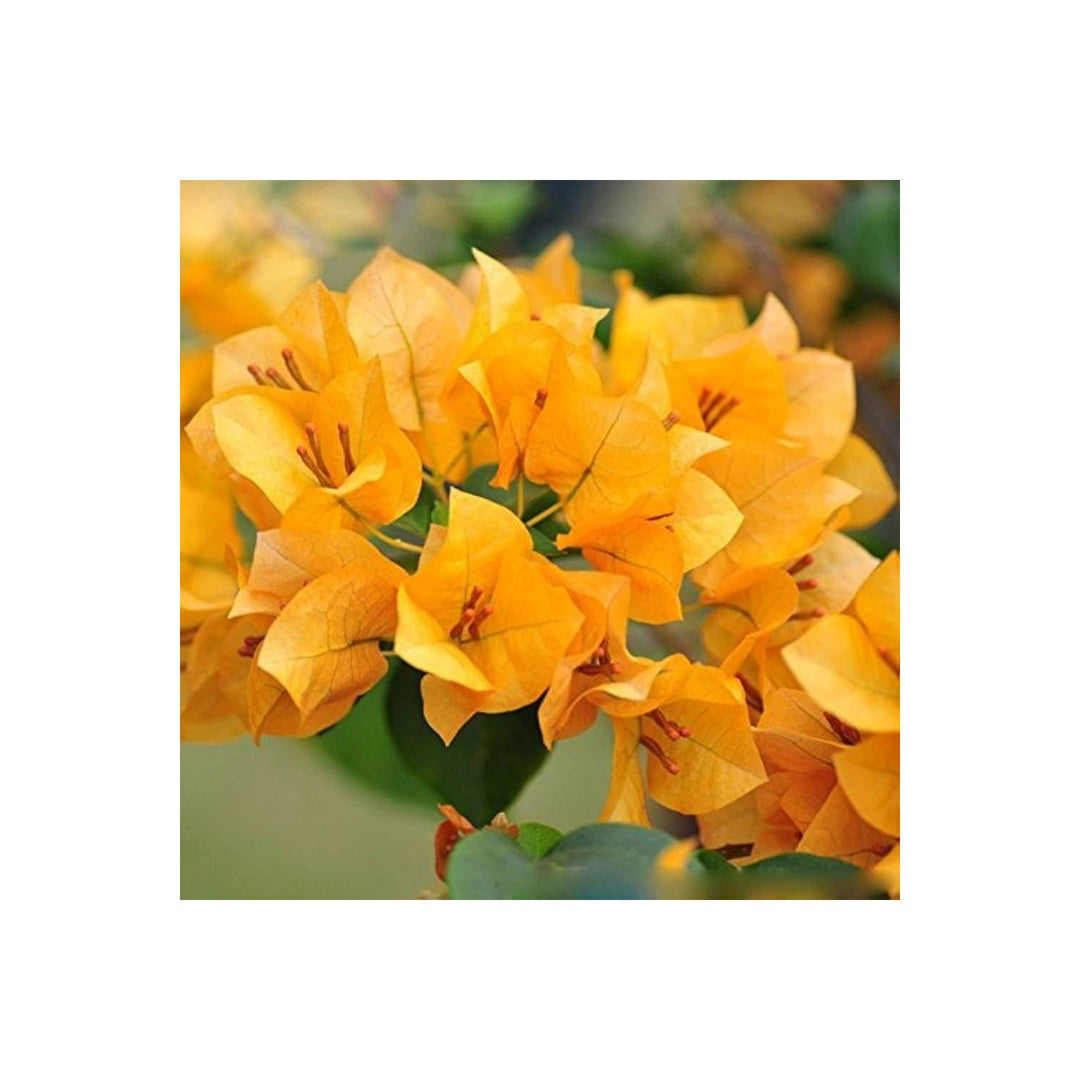 Bougainvillea Bougainvillea Spectabilis Flower For Planting Perfect For Vertical Garden Outdoor [neera-v5-18aaa6338b273a8cb74f]