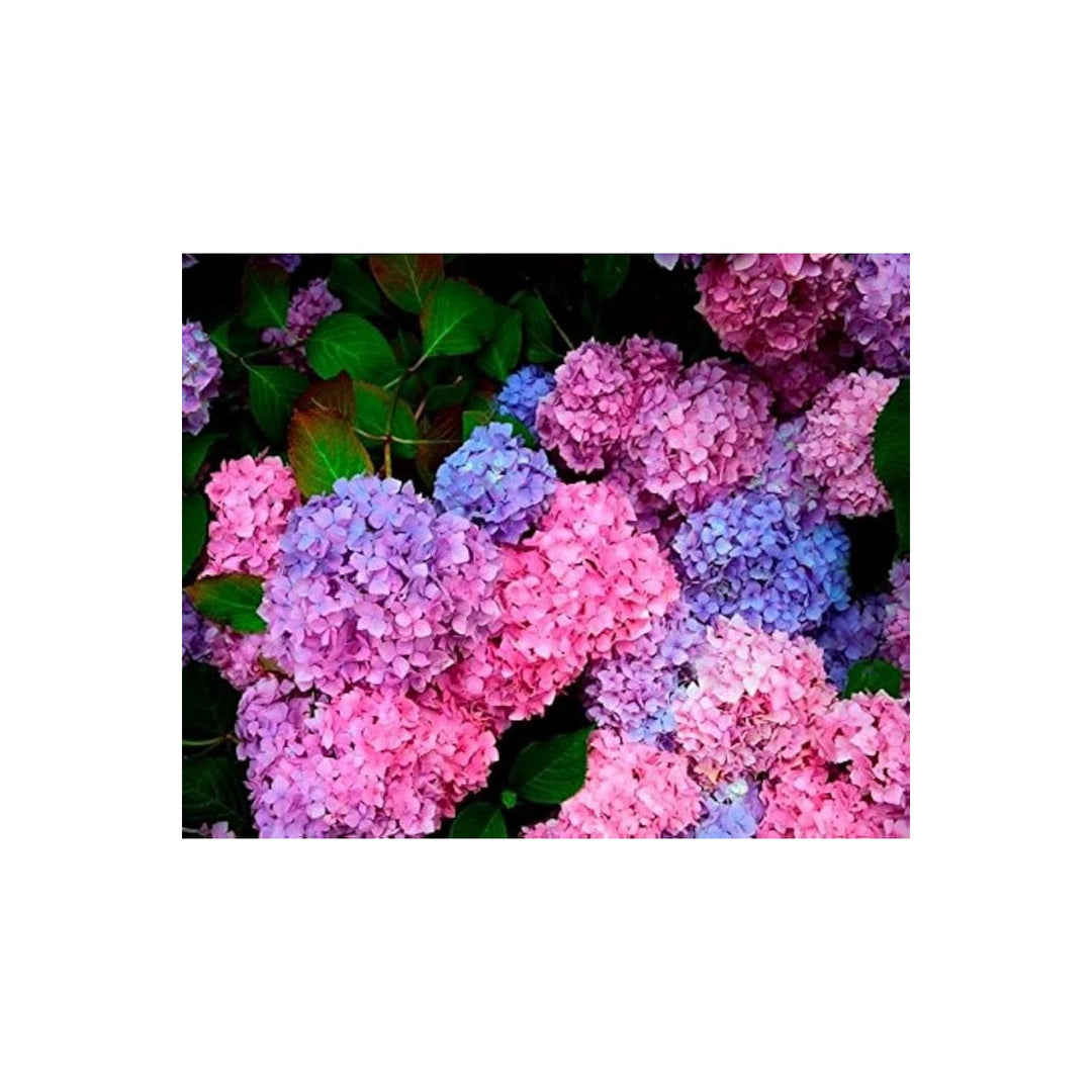 Hydrangea Hydrangea Macrophylla Flower For Planting In Backyard Gardening Spaces Flower Seeds for [neera-v5-18af1b57aaddac0acd8f]