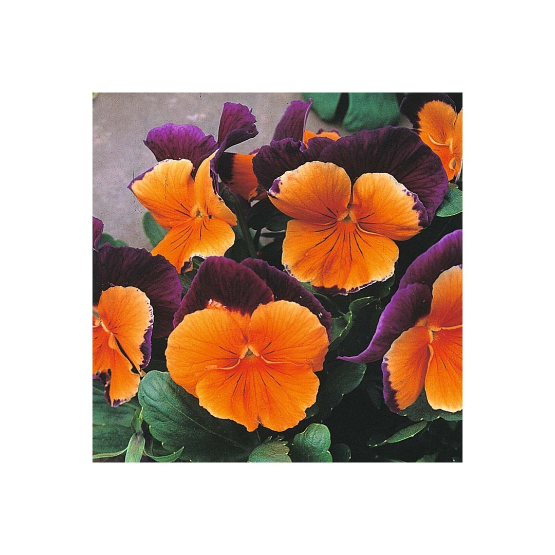 Orange Violet Pansy Flower For Planting Non Gmo Flower Seeds for Home Garden Planting, Landscape [neera-v5-18b07509f004383bf45c]