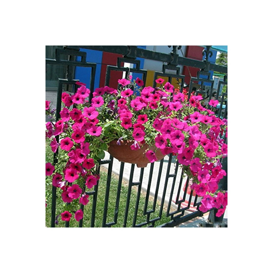 Pink Petunia Petunia Hybrida Hanging Wavy Flower For Planting Suitable For Hanging Baskets [neera-v5-18b6db83f23066544800]