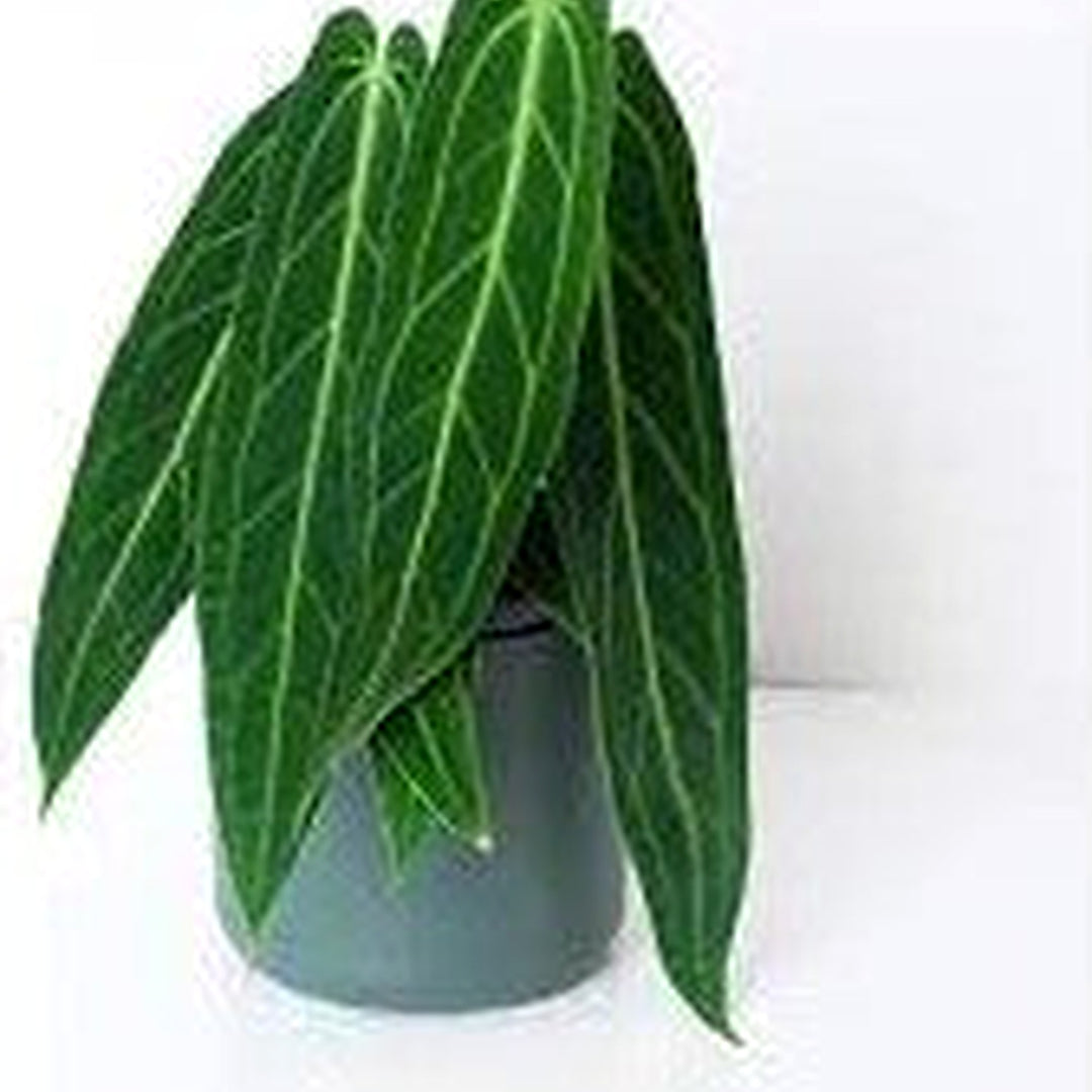 Anthurium warocqueanum (Queen Anthurium) Perennial Flower Seeds for Planting [neera-v5-18be8c995548e29a404b]