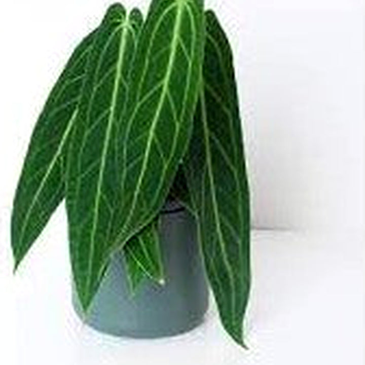 Anthurium warocqueanum (Queen Anthurium) Perennial Flower Seeds for Planting [neera-v5-18be8c995548e29a404b]